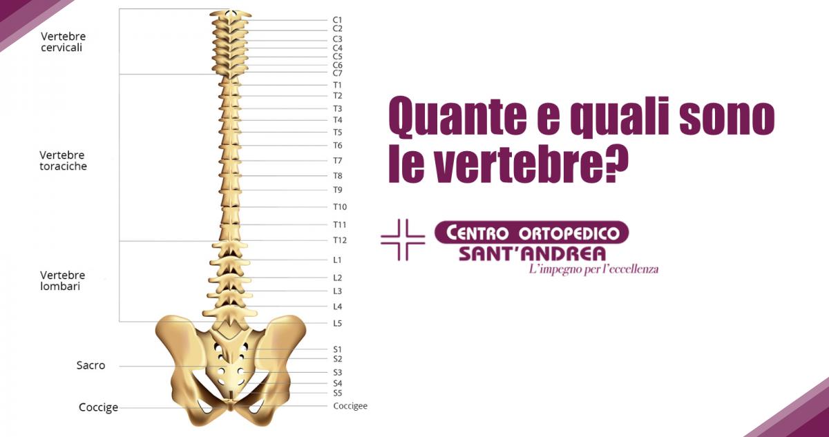 Come si chiamano le nostre vertebre?